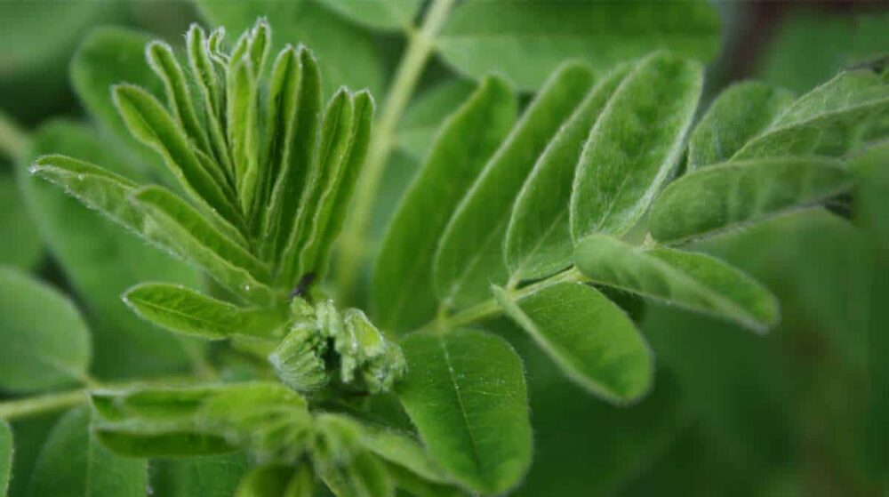 El astrágalo contiene compuestos vegetales beneficiosos que pueden mejorar su sistema inmunológico.