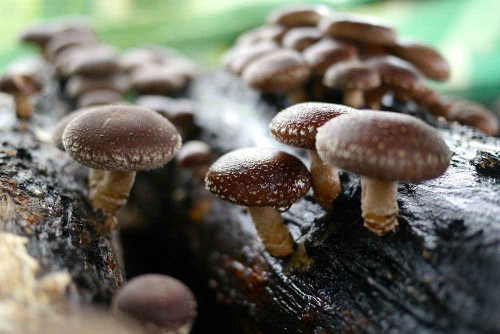 Por qué los hongos Shiitake son buenos para ti