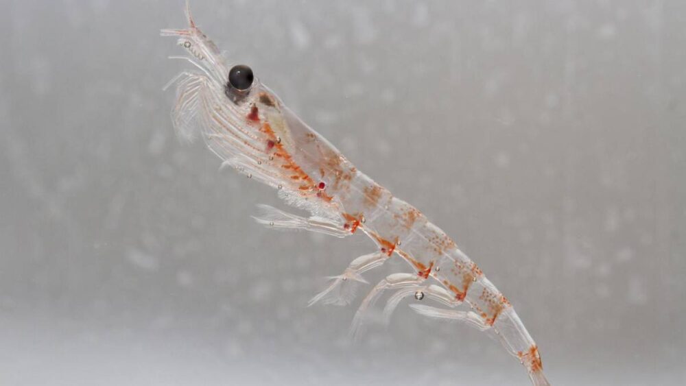 ¿Que es el aceite de krill?