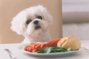 7 alimentos humanos que pueden ser fatales para los perros