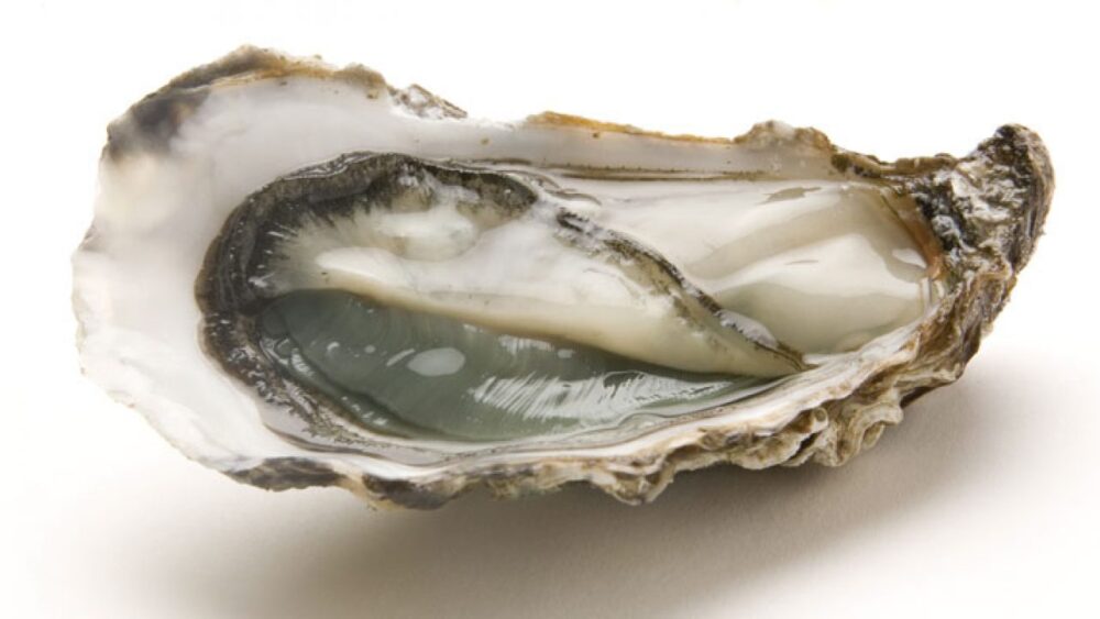 ¿Las ostras son buenas para ti? Beneficios y Peligros