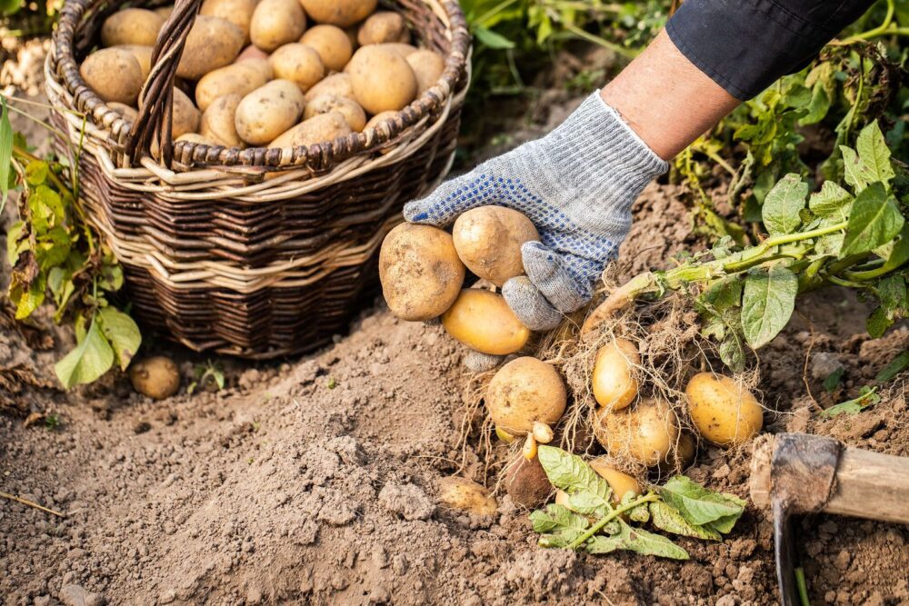 Cómo hacer que las patatas sean más saludables