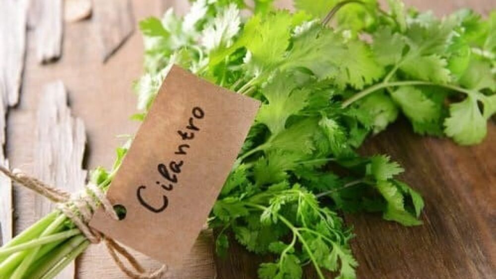 El cilantro Pueden reducir los factores de riesgo de las enfermedades cardíacas
