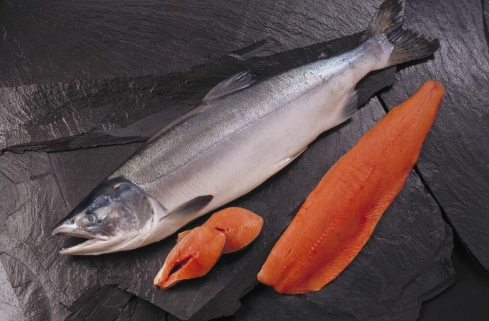 El salmón salvaje contra el salmón de piscifactoría: ¿Qué tipo de salmón es más saludable?