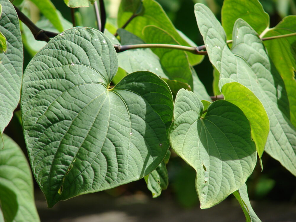 La kava puede ayudar a disminuir la ansiedad