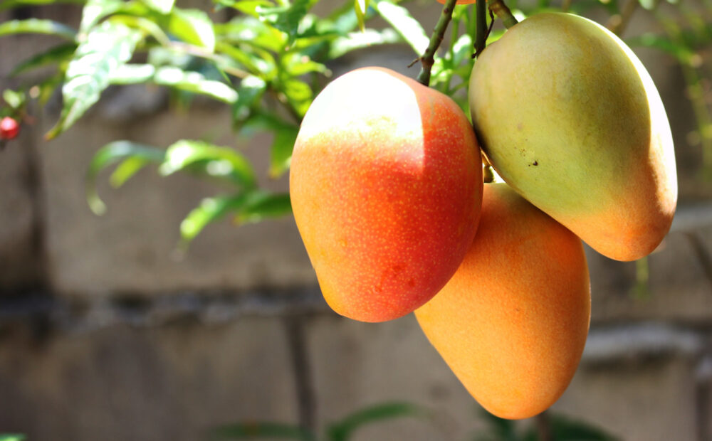 Mango: Nutrición, beneficios para la salud y cómo comerlo