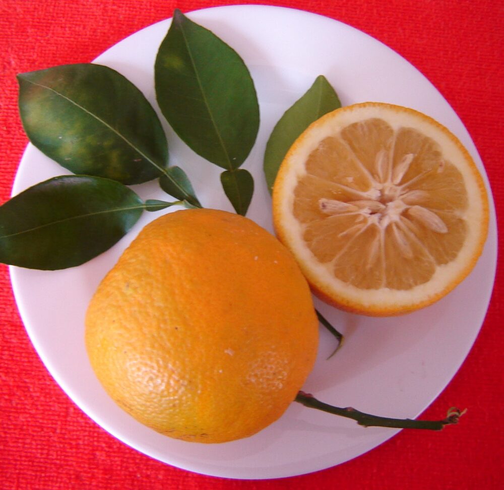 Naranja Amarga / Sinefrina