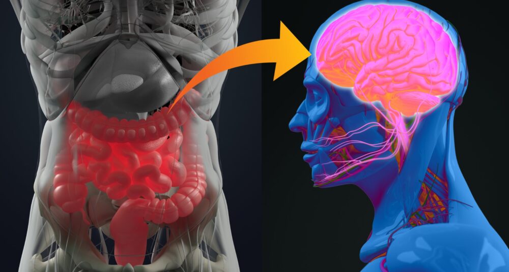 ¿Cómo están conectados tus intestinos y tu cerebro?