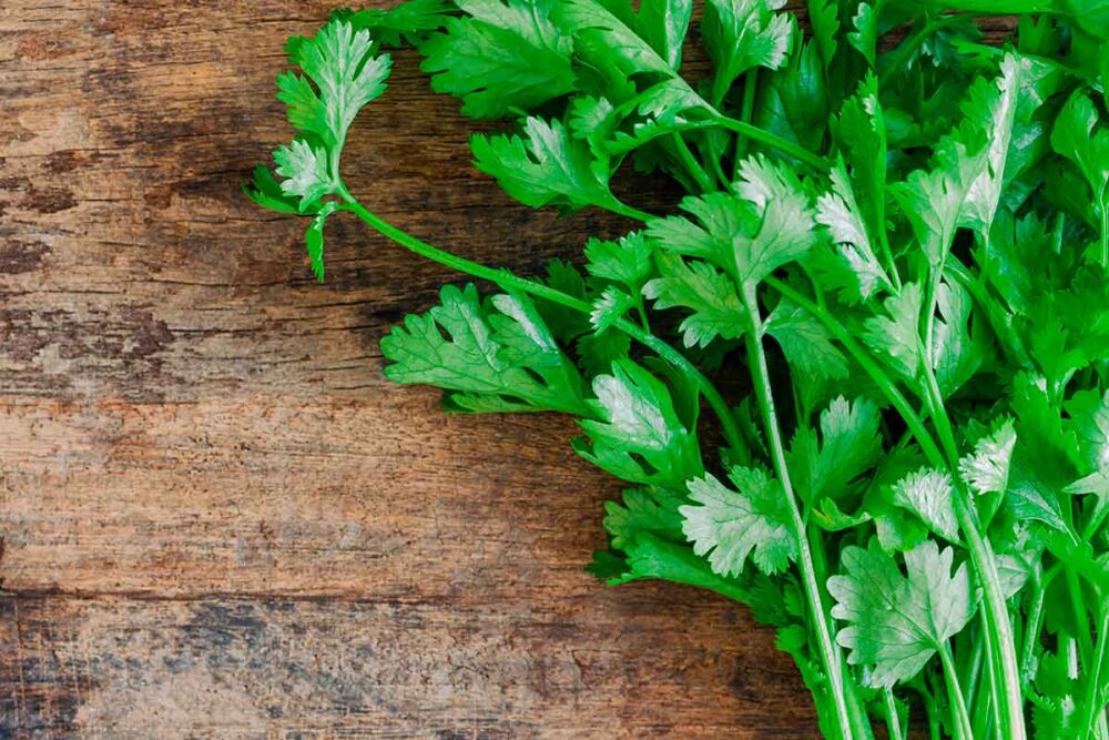 ¿Puede sustituir el cilantro por cilantro?
